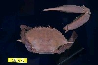 藏品(紅星梭子蟹)的圖片